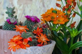 colored flowers on cacti in the garden