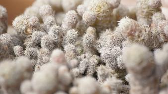 Cactus Plant Botanical