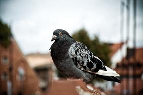 perched pigeon in the city