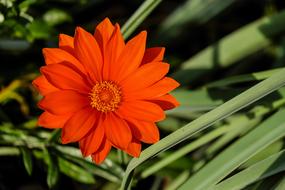 Gazania Flower Bloom