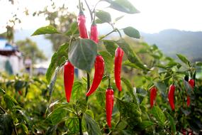 red peppers on bushes