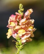 Lupin Flower Yellow Close