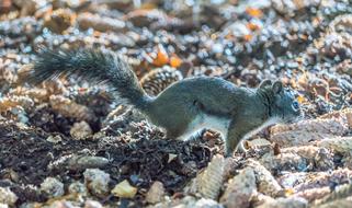 small squirrel on ground