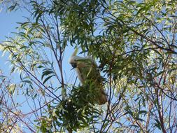 green cockatoo on a tree branch