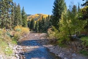 Vail Colorado Forest