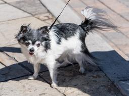 Long Haired Chihuahua