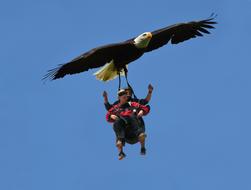 People skatebirding, with the colorful eagle, in the blue sky