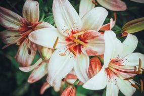 Lily Rosa Flower