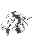 amazing goat animal farm drawing