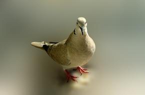 Dove Bird Poses
