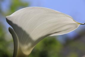 Calla Flower White petal