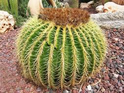 Cactus Garden