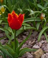 Flower Tulip Spring