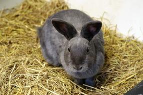 portrait of Rabbit Bunny Easter