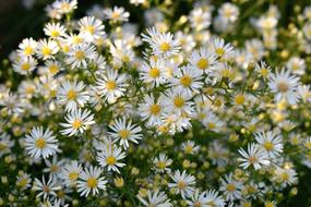 Flowers White Nature
