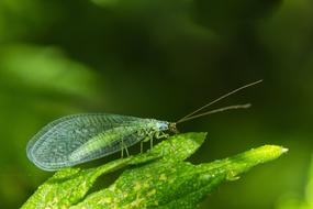 green Lacewing Insect close-up on blurred background