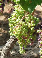 Unripe berries on a branch