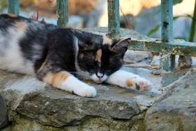 tricolor Cat Sleeps on stone fence