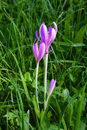 Herbstzeitlose Colchicum Autumnale