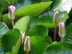 Lily Water Green