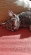 Sleep Cat