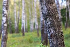 Birch Birchwood Forest