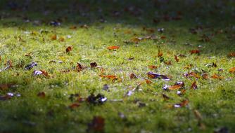 Autumn Grass Foliage