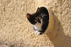 Kitten In tube