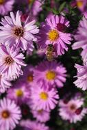 Purple Flower Flowers