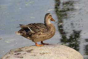 gorgeous duck on a stone by the water
