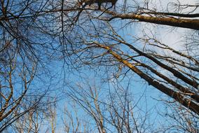 Clouds Trees Winter