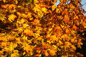 Fall Leaves Orange