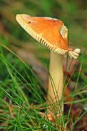 Mushroom Forest