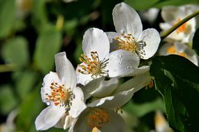 Spring White