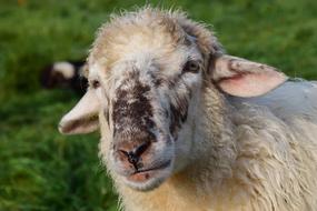 curious white sheep
