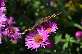 amazing Aster Peacock Butterfly