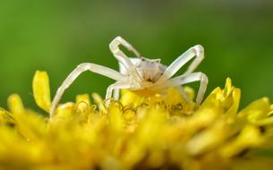 white spider on a yellow flower, close-up