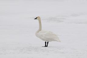 white swan on white snow