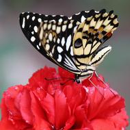 butterfly on the red carnation flower