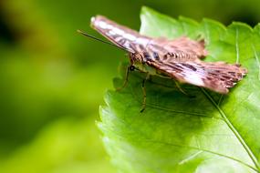 wild brown butterfly on the green leaf