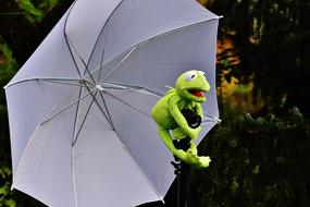 frog on a white umbrella