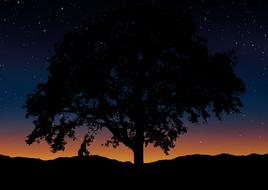 tree silhouette landscape nature