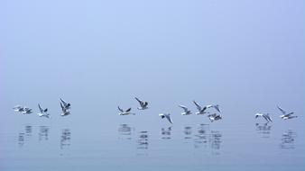 Fog Seagull