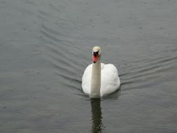 Swan Childfrendly Bill