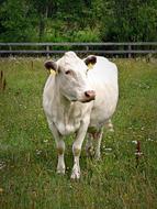 white cow on the grass