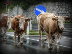 Cows Road Cow