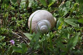 Snail Meadow Shell