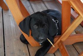 Dog Puppies Sweet