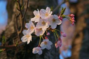 Yoshino Cherry Tree