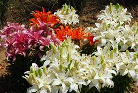 colorful Lilies Flowers